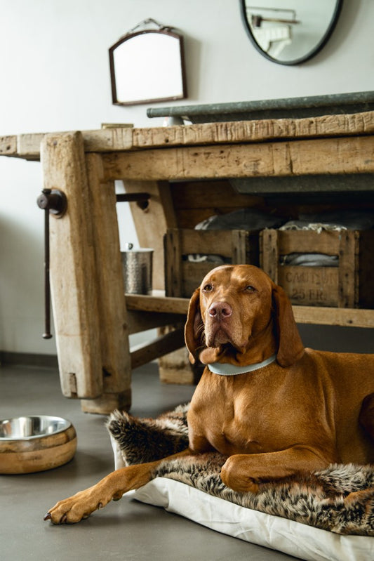 BARKITECHTURE: Where Pet Care Meets Interior Design